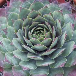 Sempervivum - Dachwurz - Hauswurz